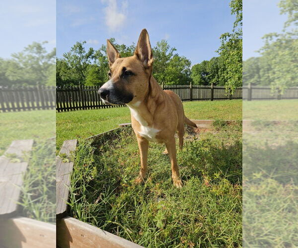 Medium Photo #6 Boxer-German Shepherd Dog Mix Puppy For Sale in Raleigh, NC, USA