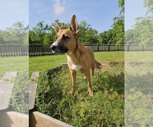 Iris - Female Boxer-German Shepherd Dog Mix Dog for Adoption - Photo #6