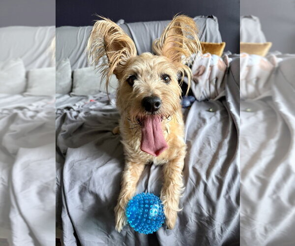 Medium Photo #5 Mutt Puppy For Sale in Oak Bluffs, MA, USA