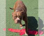 Small #2 American Pit Bull Terrier-Staffordshire Bull Terrier Mix