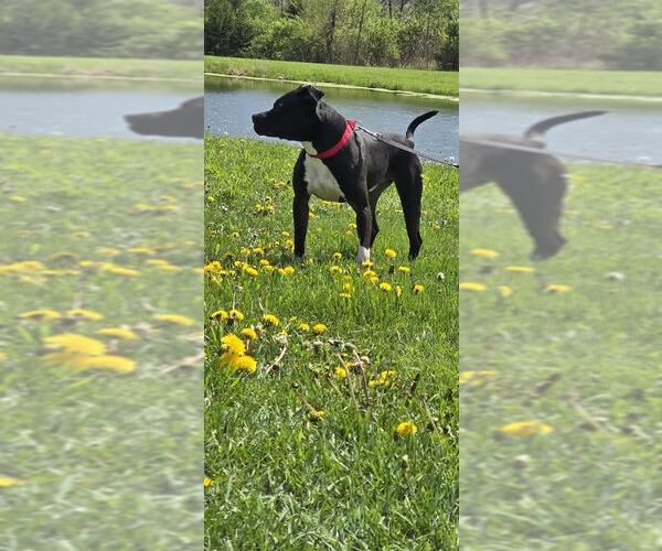 Medium Photo #4 American Pit Bull Terrier-Unknown Mix Puppy For Sale in Oskaloosa, IA, USA