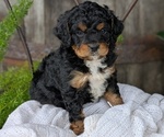 Puppy Bandit Cavapoo
