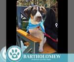 Small #10 Beagle Mix