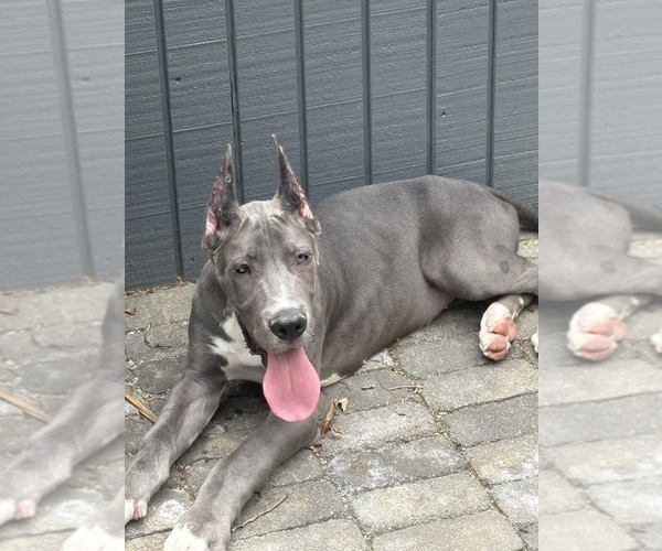 Medium Photo #2 Great Dane Puppy For Sale in LITCHFIELD, NH, USA