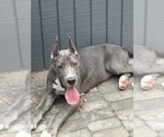 Small #1 Great Dane