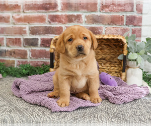 Labrador Retriever Puppy for sale in SYRACUSE, IN, USA