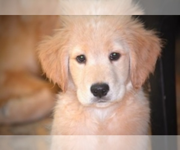 Medium Photo #6 Golden Retriever Puppy For Sale in JERSEY CITY, NJ, USA
