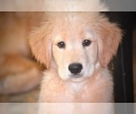 Small Photo #6 Golden Retriever Puppy For Sale in JERSEY CITY, NJ, USA