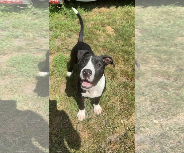 Medium Photo #3 Mutt Puppy For Sale in Coralville, IA, USA