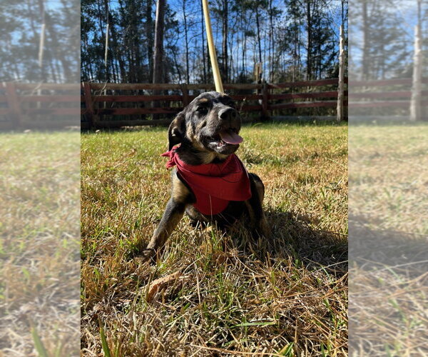 Medium Photo #4 Labrenees Puppy For Sale in Oak Bluffs, MA, USA