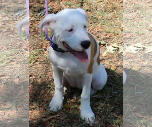 Pocket - Female Argentinian Mastiff-Great Pyrenees Mix Dog for Adoption - Photo #3