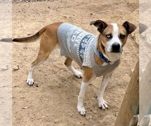 Zeus (from GA) - Male Mutt Dog for Adoption - Photo #8