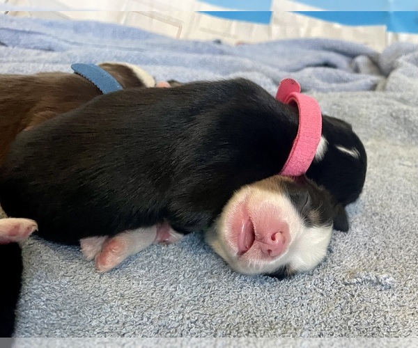 Medium Photo #15 Australian Shepherd Puppy For Sale in OLD LYME, CT, USA