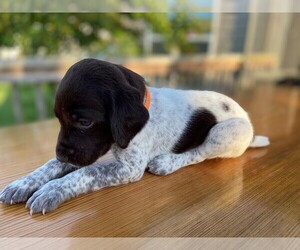 Medium German Shorthaired Pointer