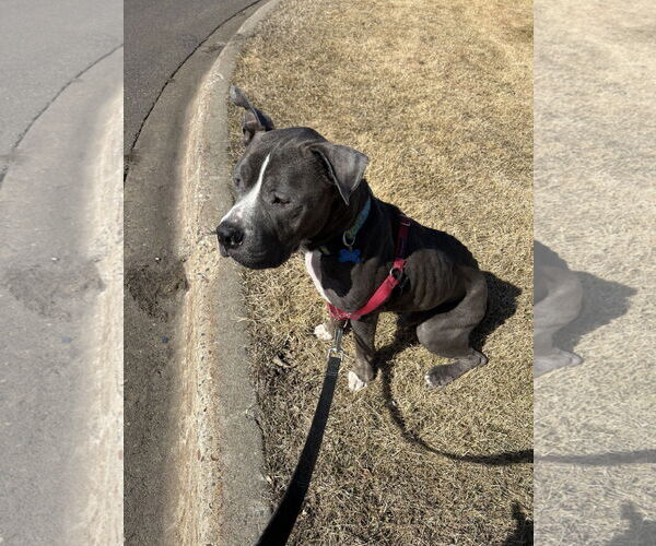 Medium Photo #3 American Bulldog-Unknown Mix Puppy For Sale in Minneapolis, MN, USA