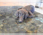 Small #20 Flat Coated Retriever