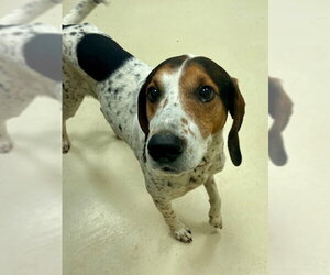 Mutt Dogs for adoption in Webster, WI, USA