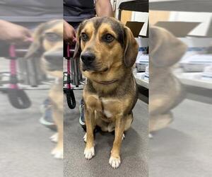 Beagle Dogs for adoption in Forestville, MD, USA