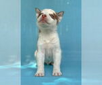 Small #6 Siberian Husky