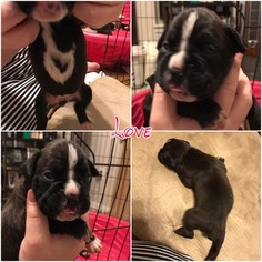 Boxer Puppy for sale in SPRINGFIELD, MO, USA