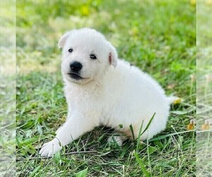 German Shepherd Dog Puppy for sale in CARDINGTON, OH, USA