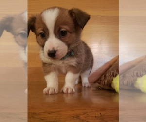 Jack Russell Terrier Puppy for sale in BRIGGSDALE, CO, USA
