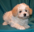 Small Photo #2 Maltese-Maltipoo Mix Puppy For Sale in ALAMEDA, NM, USA