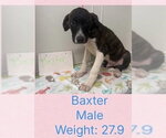Small #1 Boxer Mix