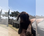 Small #4 Labrador Retriever