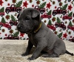 Small Photo #11 Thai Ridgeback Puppy For Sale in POTSDAM, NY, USA