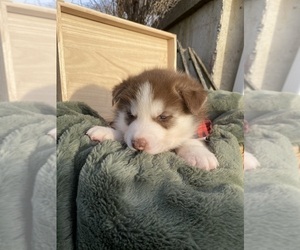 Medium Siberian Husky