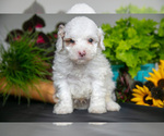 Small #1 Cavapoo