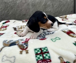 Dachshund Puppy for sale in WEBSTER, FL, USA