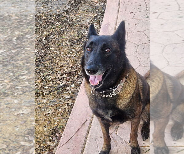 Medium Photo #2 Mutt Puppy For Sale in Imlay City, MI, USA