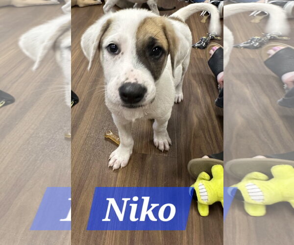 Medium Photo #1 Labrador Retriever-Unknown Mix Puppy For Sale in The Woodlands, TX, USA