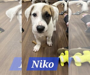 Labrador Retriever-Unknown Mix Dogs for adoption in The Woodlands, TX, USA