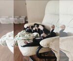 Small #3 Labrador Retriever Mix
