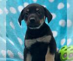 Small #3 Labrador Retriever Mix