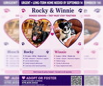 Small Photo #2 German Shepherd Dog-Unknown Mix Puppy For Sale in Decatur, GA, USA