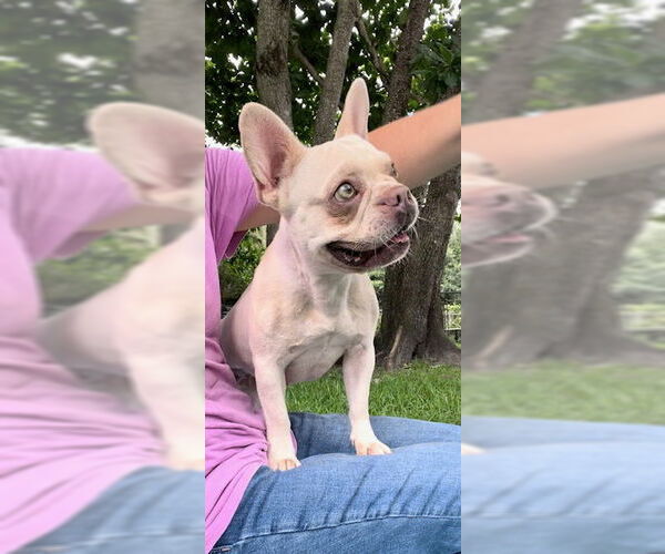 Medium Photo #4 French Bulldog Puppy For Sale in Weston, FL, USA