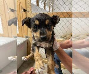 Collie-Unknown Mix Dogs for adoption in Calgary, Alberta, Canada