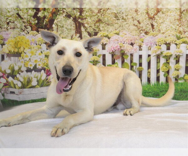 Medium Photo #2 German Shepherd Dog Puppy For Sale in Oroville, CA, USA