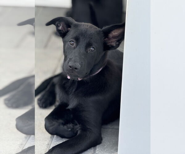 Medium Photo #3 Labrador Retriever-Unknown Mix Puppy For Sale in San Diego, CA, USA