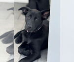 Small #2 Labrador Retriever Mix