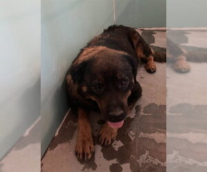 Rottweiler Dogs for adoption in Camarillo, CA, USA