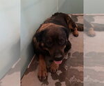 Small Rottweiler