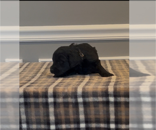 Medium Photo #92 Bernedoodle-Labradoodle Mix Puppy For Sale in MILFORD, NJ, USA