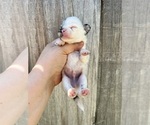 Small Photo #83 Pomeranian Puppy For Sale in HAYWARD, CA, USA
