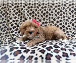Small #2 Cavapoo (Miniature)
