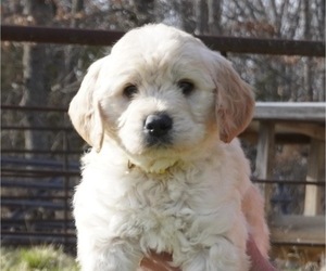 Goldendoodle Puppy for sale in CEDAR GAP, MO, USA